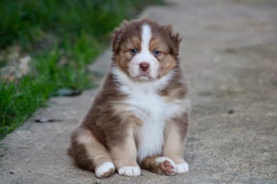 Les chiots de Berger Australien