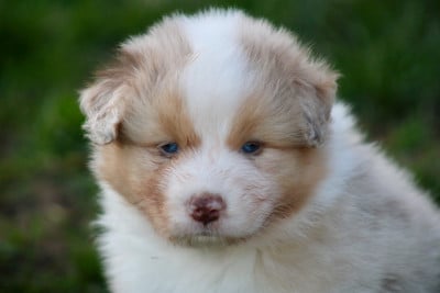 Les chiots de Berger Australien