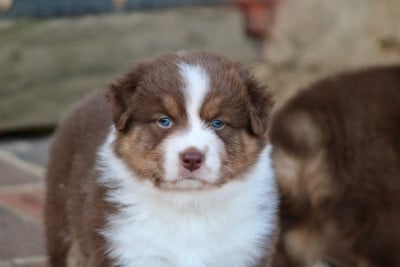 Les chiots de Berger Australien