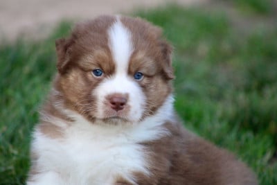 Les chiots de Berger Australien