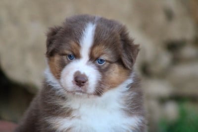 Les chiots de Berger Australien