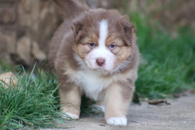 Les chiots de Berger Australien