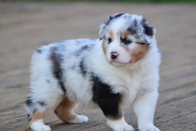 Les chiots de Berger Australien