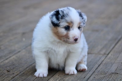 Les chiots de Berger Australien