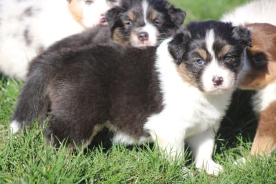Les chiots de Berger Australien