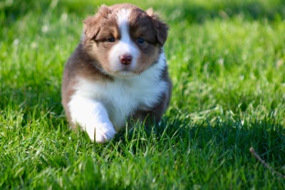 Les chiots de Berger Australien
