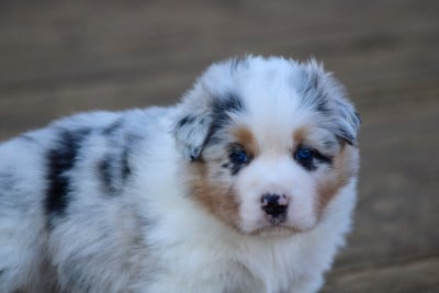Les chiots de Berger Australien