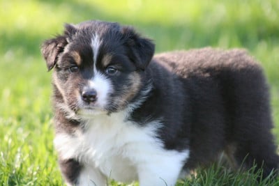 Les chiots de Berger Australien