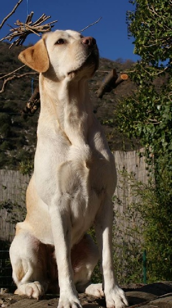 Publication : Des Terres Provençales Auteur : Des Terres Provençales