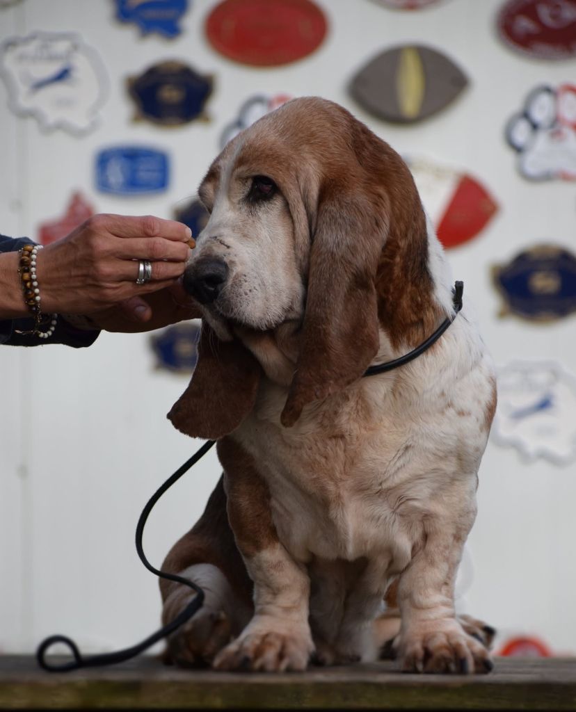 Publication : des Cotes de la Saunade Auteur : des côtes de la saunade