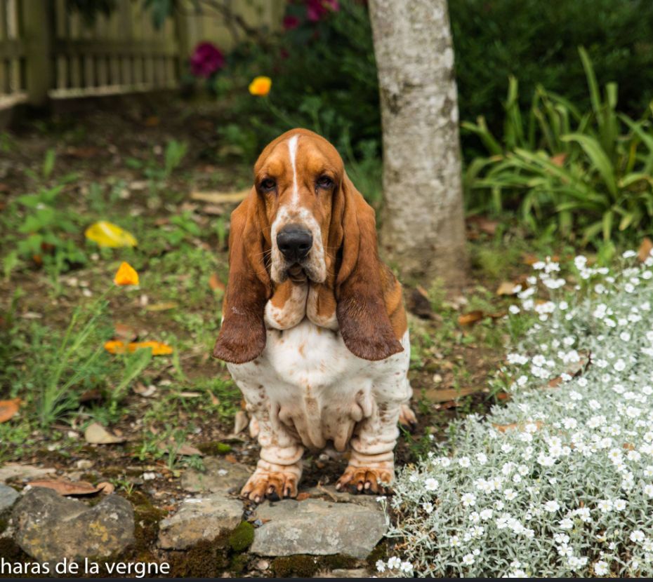 Publication : des Cotes de la Saunade Auteur : propriétaire Mathilde Charpigny