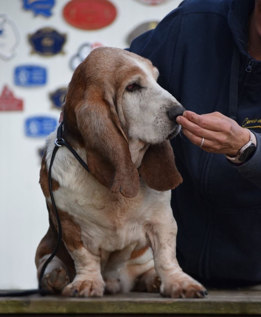 Publication : des Cotes de la Saunade Auteur : des côtes de la saunade