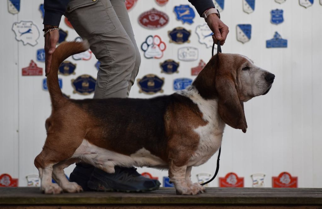 Publication : des Cotes de la Saunade Auteur : des côtes de la saunade