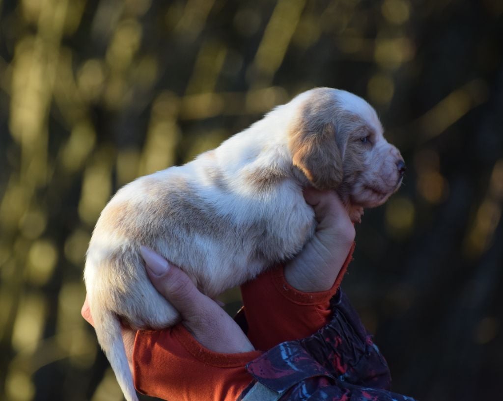 Mâle bicolore collier noir