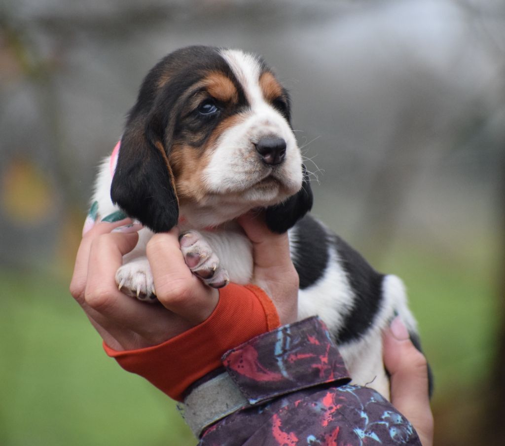 Femelle collier rose