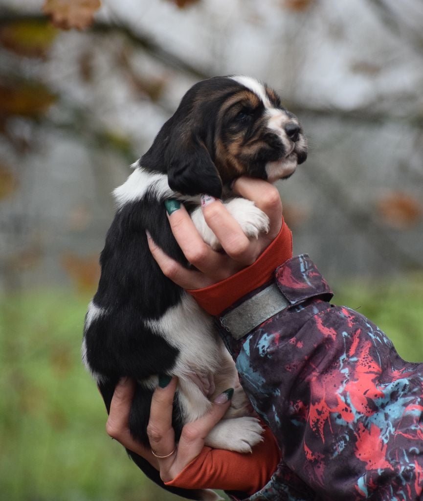 Femelle collier jaune