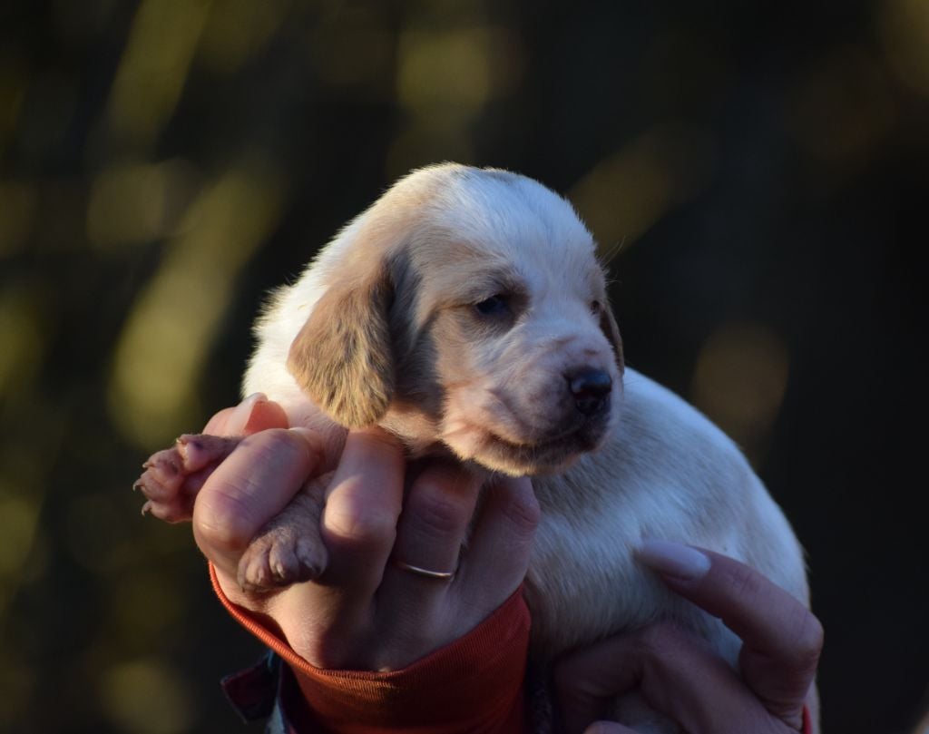 Mâle bicolore collier noir