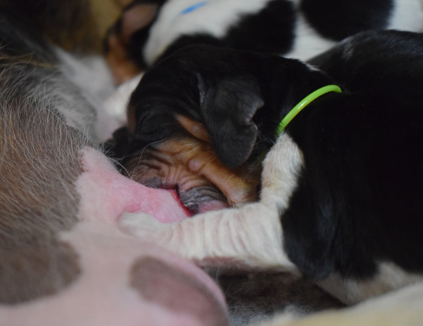 Basset Hound - des Cotes de la Saunade