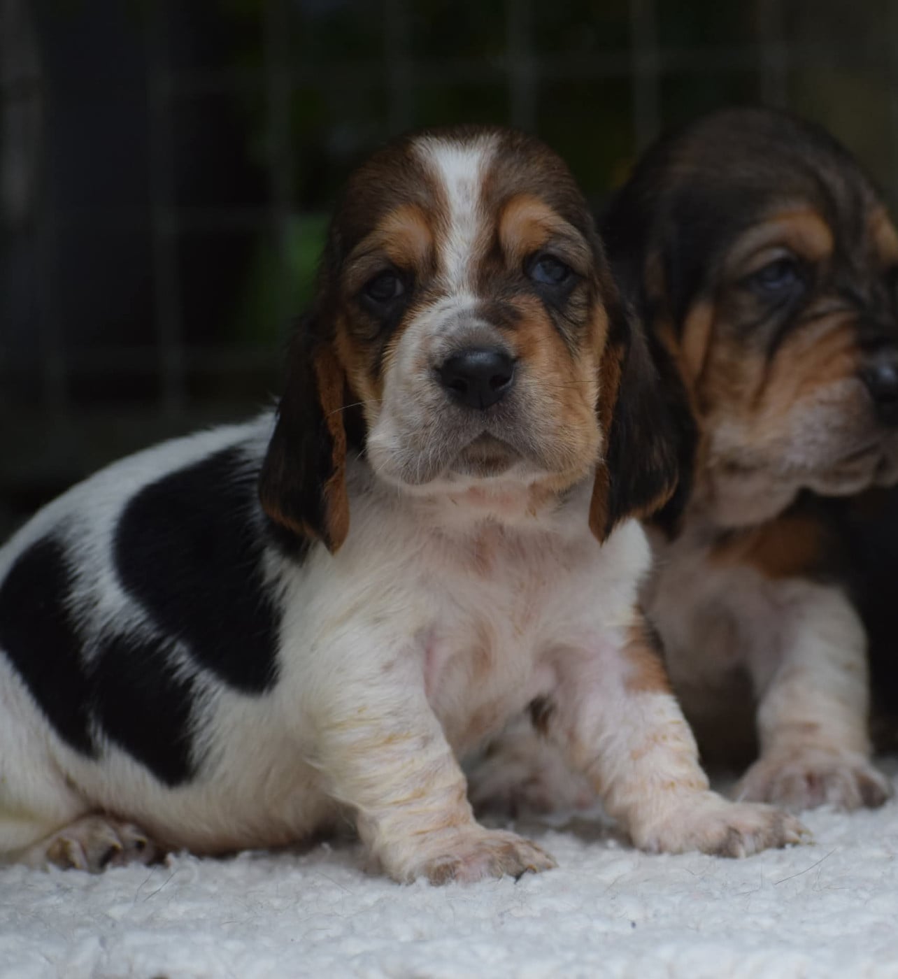 Basset Hound - des Cotes de la Saunade