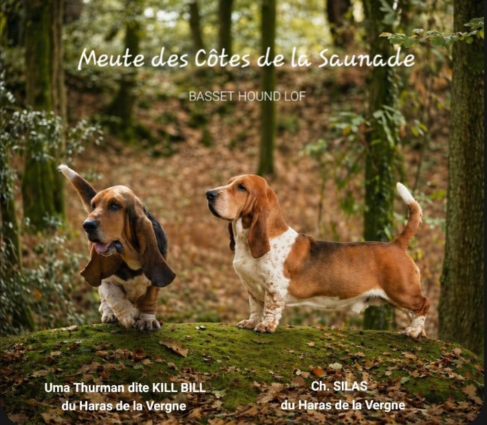 Basset Hound - des Cotes de la Saunade