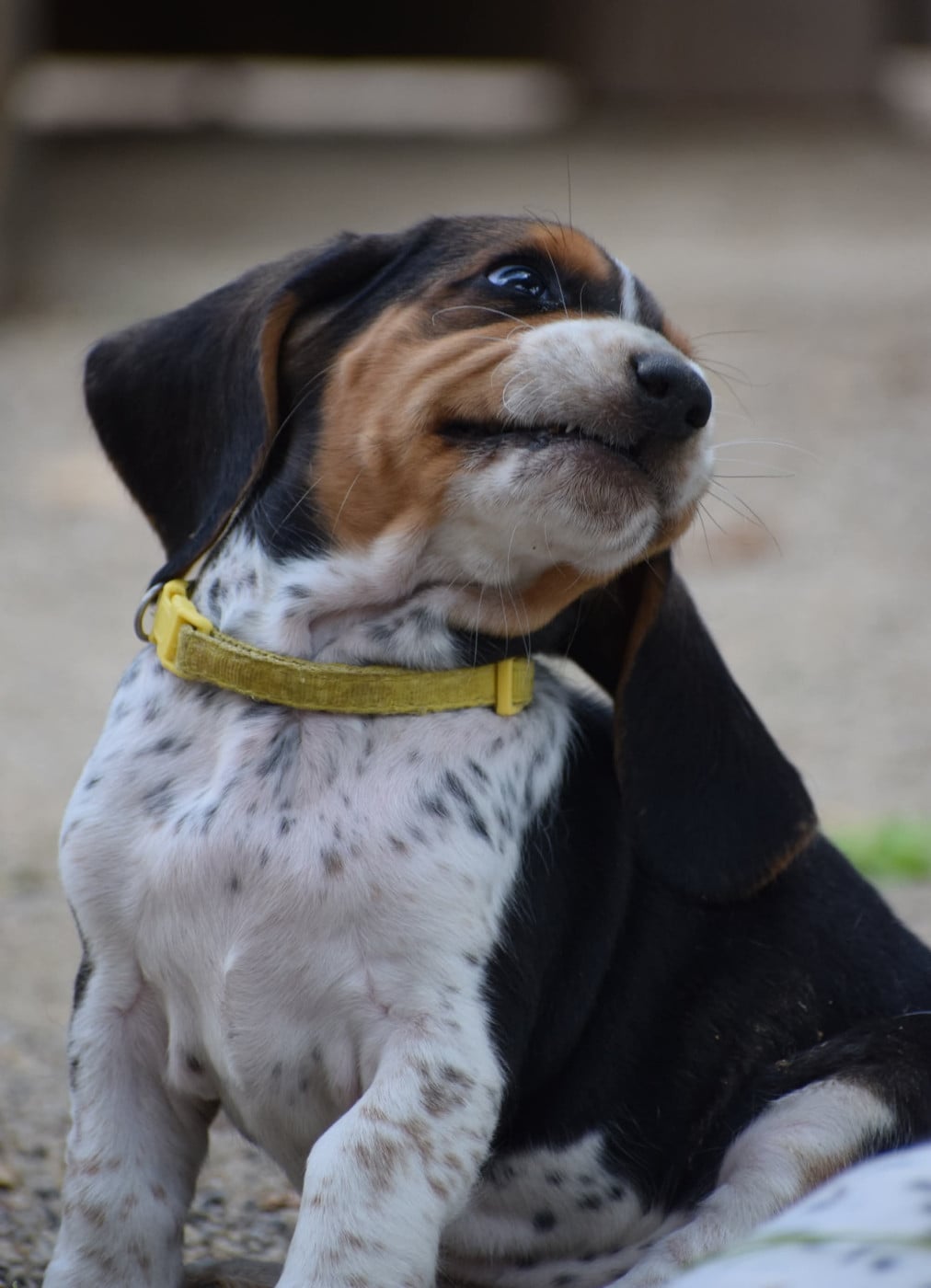 collier jaune