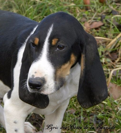 Chiot Elevage Des Cotes De La Saunade Emilie Thirot