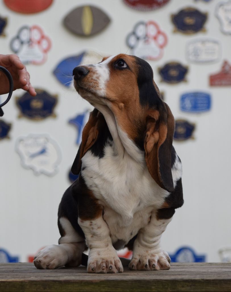 Basset Hound - des Cotes de la Saunade