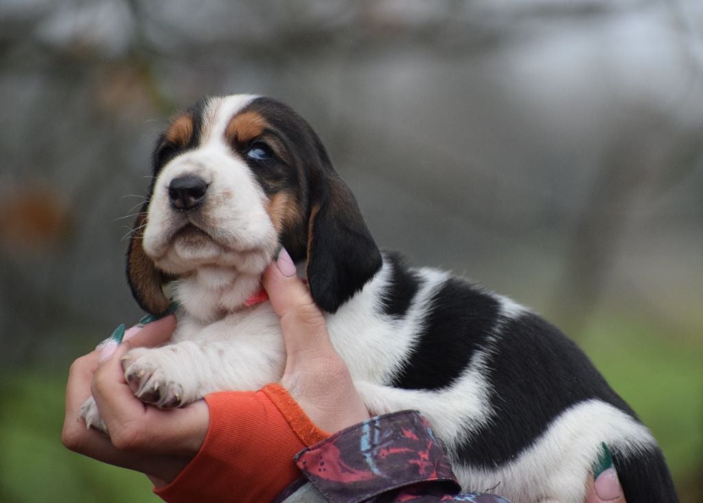 Femelle collier rose