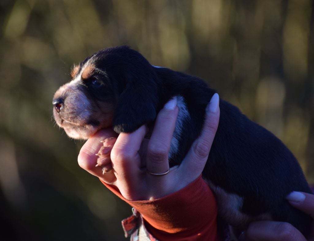 Femelle tricolore collier orange