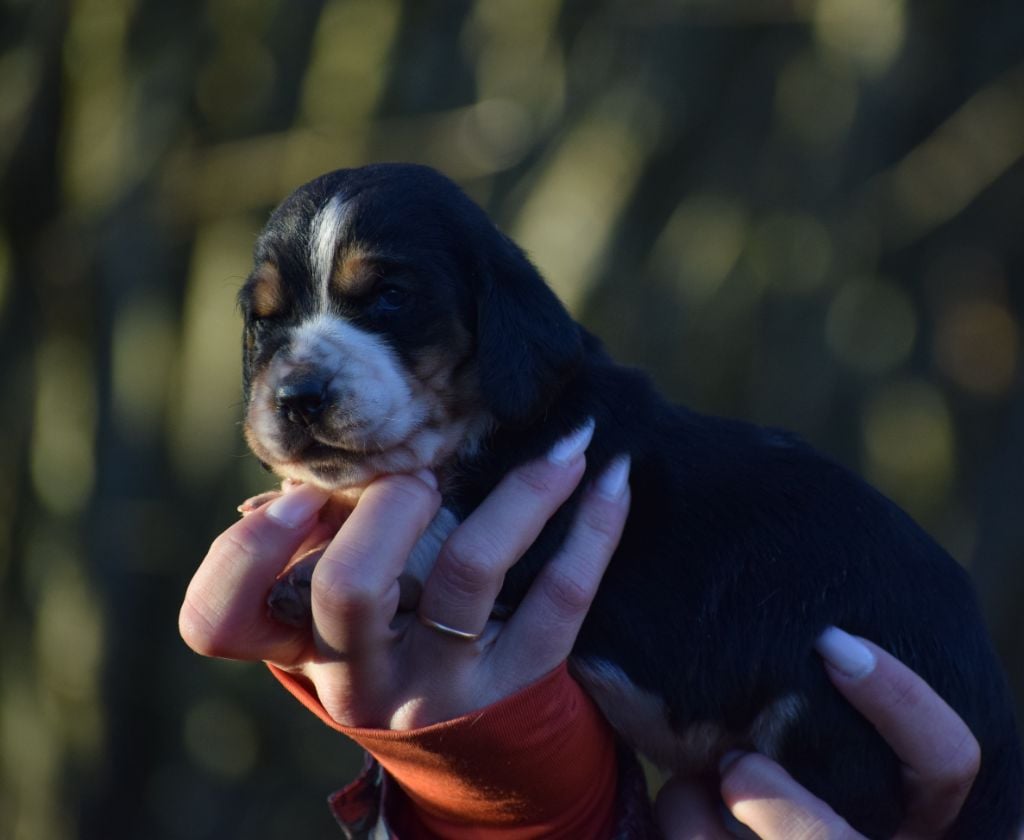 Mâle tricolore collier rouge