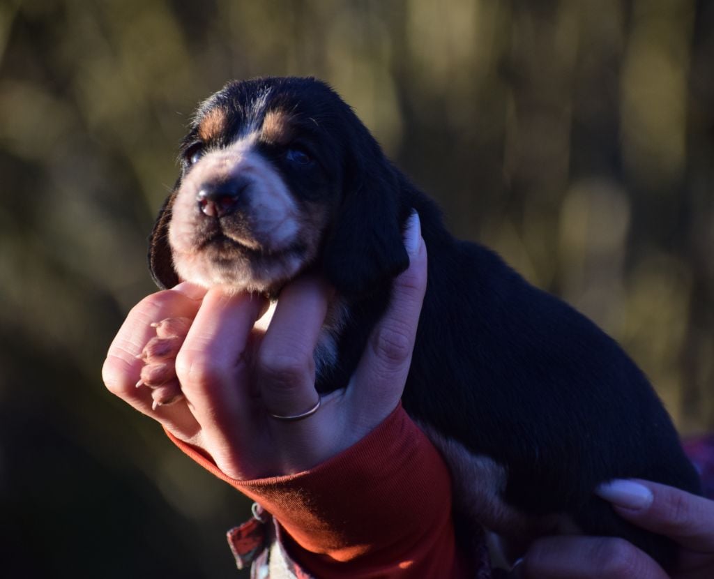 Femelle tricolore collier orange