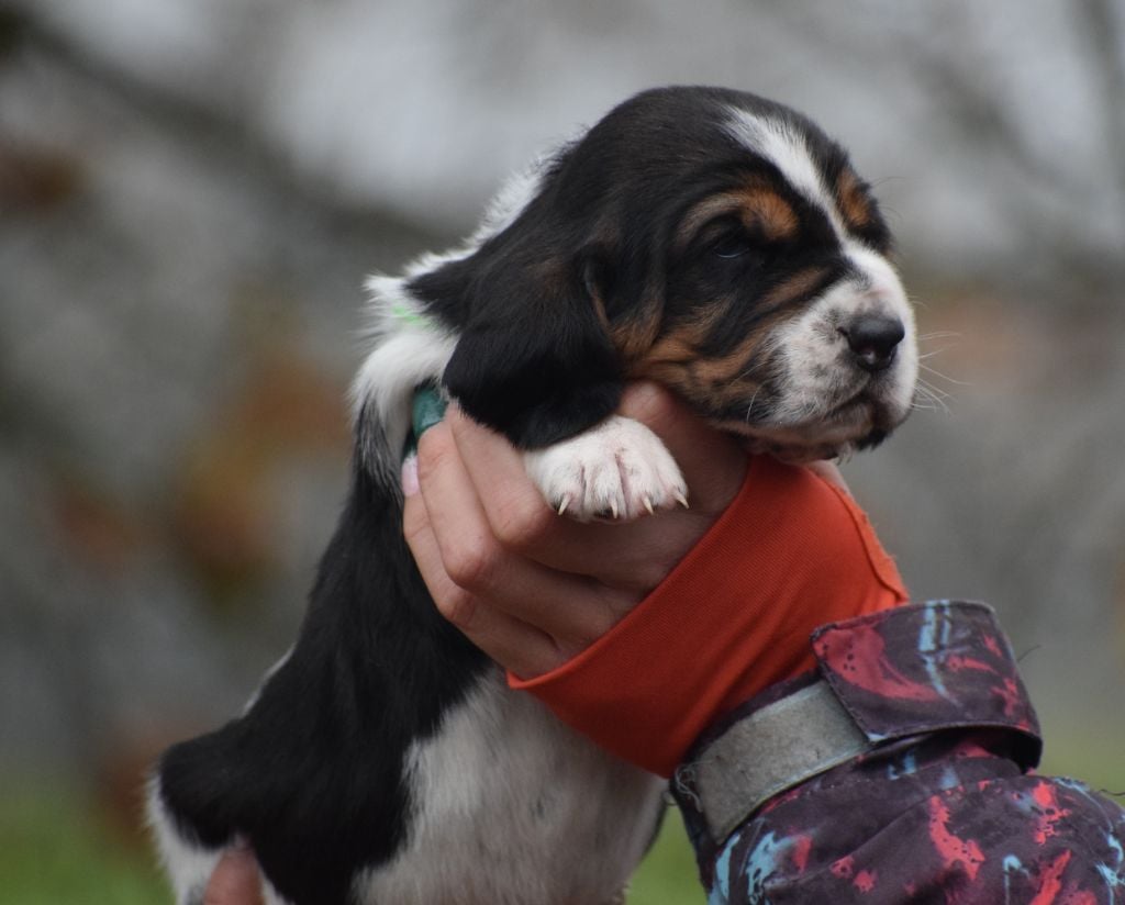 Femelle collier vert