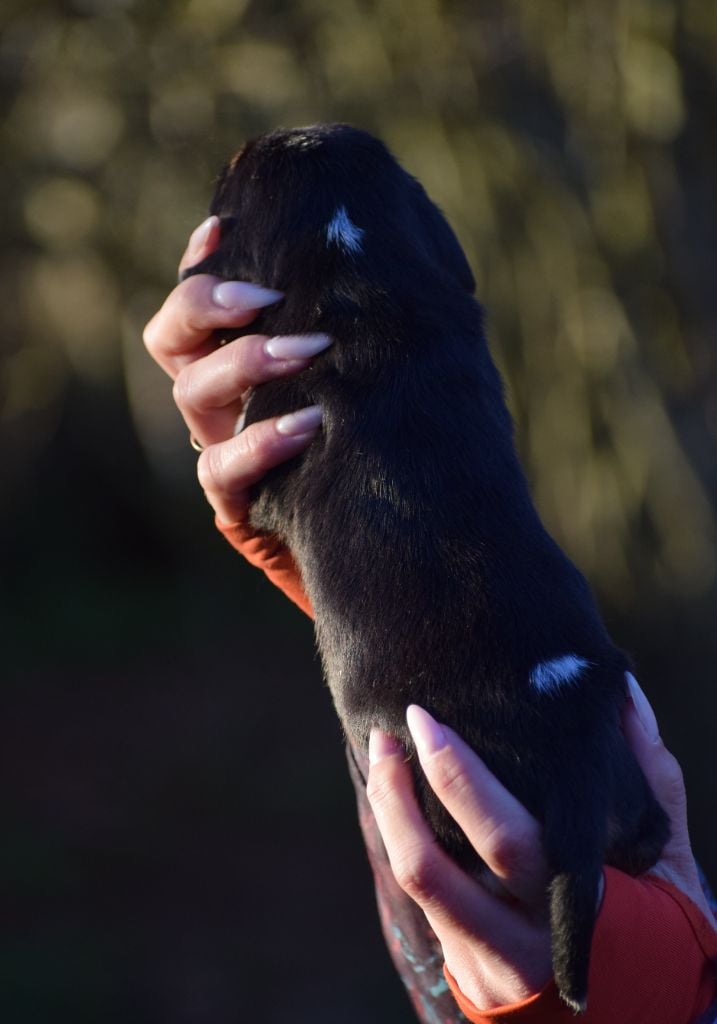 Femelle tricolore collier orange
