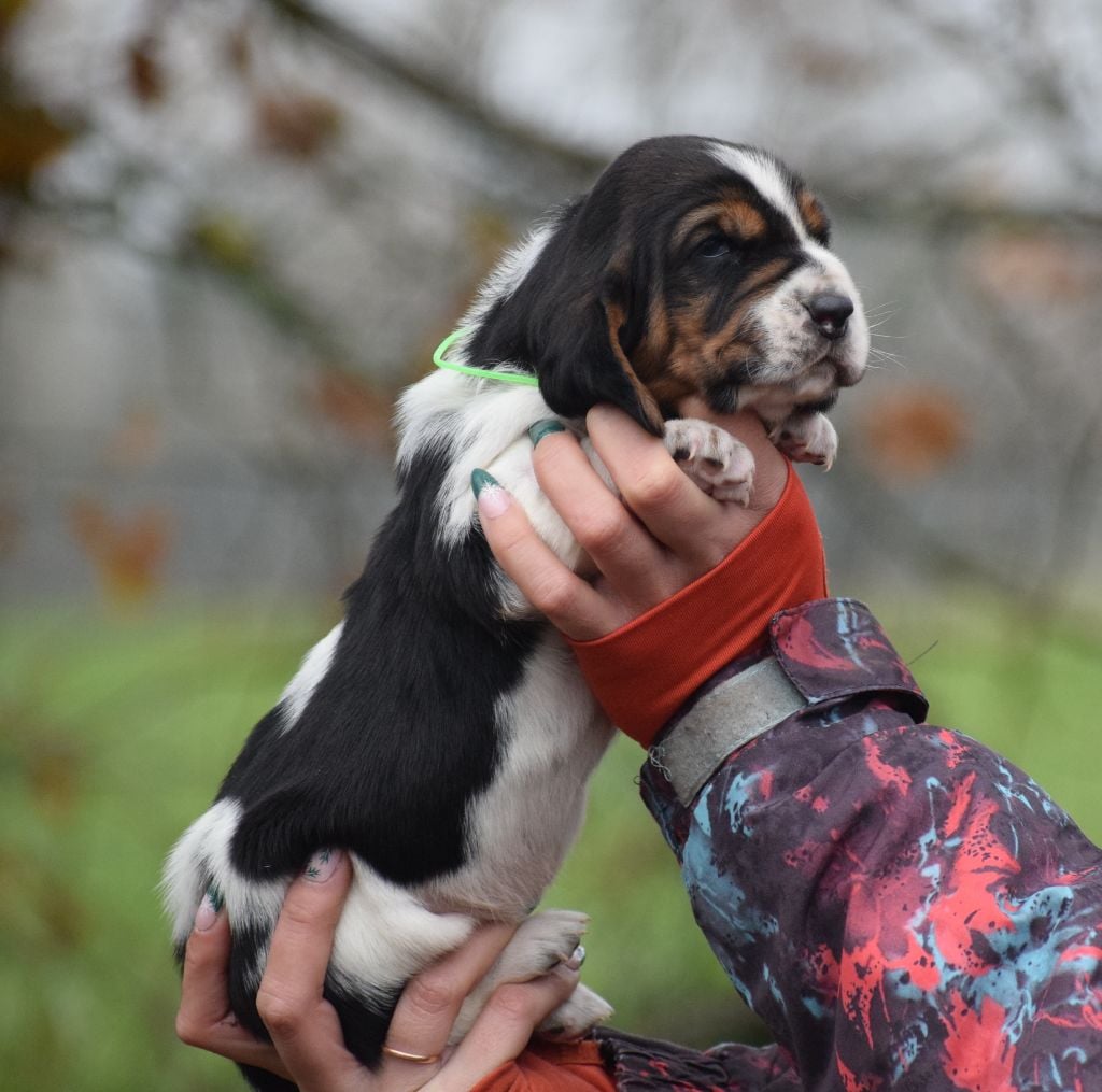 Femelle collier vert