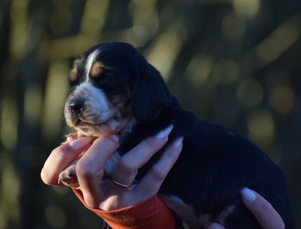 Mâle tricolore collier rouge