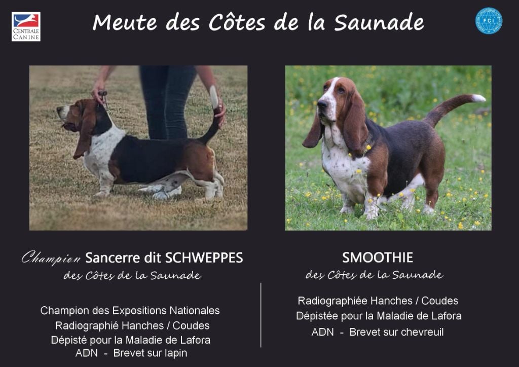 Basset Hound - des Cotes de la Saunade