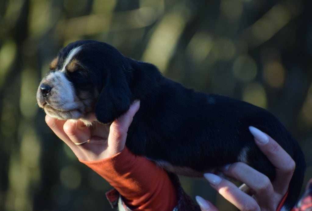 Mâle tricolore collier rouge