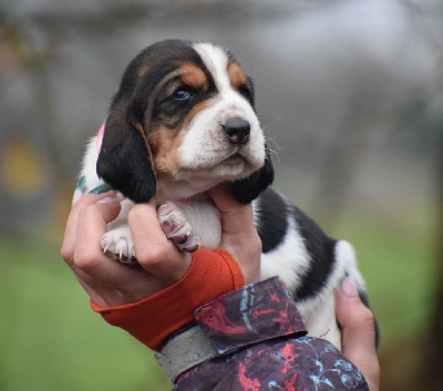 Les chiots de Basset Hound