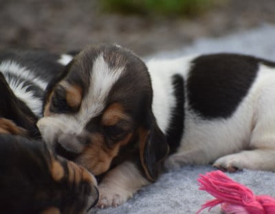 Les chiots de Basset Hound