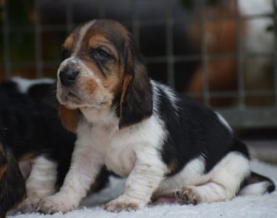 Les chiots de Basset Hound