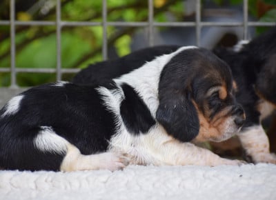 Les chiots de Basset Hound