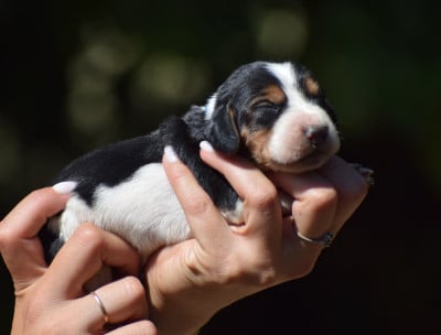 Les chiots de Basset Hound