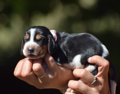 Les chiots de Basset Hound