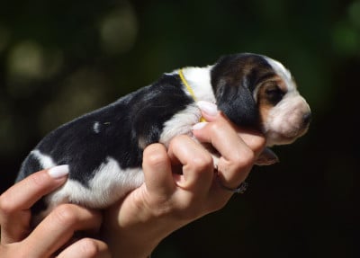 Les chiots de Basset Hound