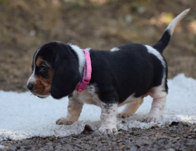 Les chiots de Basset Hound