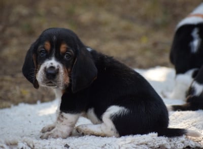 Les chiots de Basset Hound