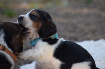 Les chiots de Basset Hound