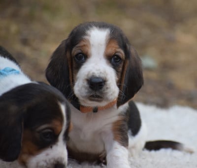 Les chiots de Basset Hound
