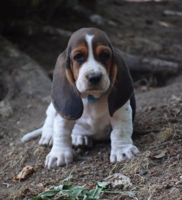 Les chiots de Basset Hound