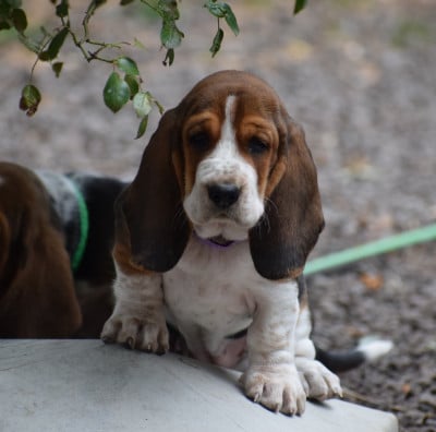 Les chiots de Basset Hound